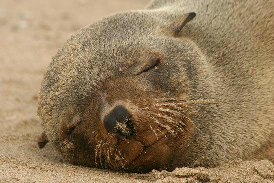 Cape Fur Seal, Walvis Bay, Namibia